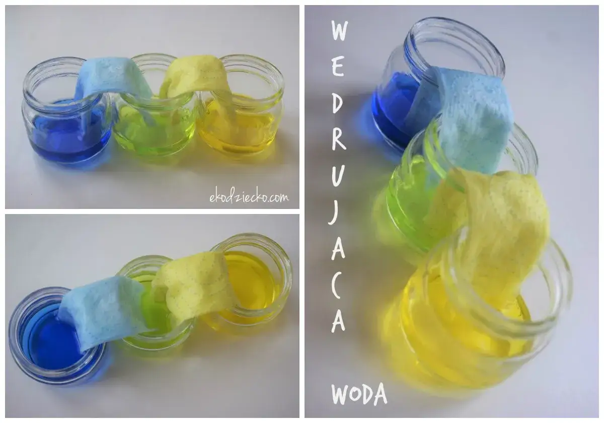 Kolorowa woda w słoiczkach, połączona papierowymi ręcznikami, tworzy ciekawy eksperyment z wodą.